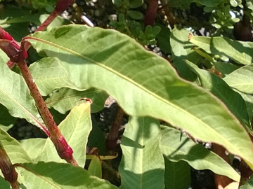 Polygonacea:  Persicaria cfr. lapathifolia