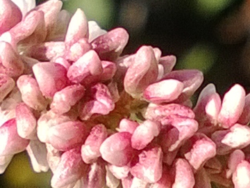 Polygonacea:  Persicaria cfr. lapathifolia