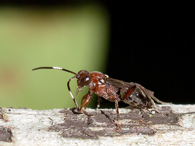 Small reddish-brown ichneumon wasp, abdomen with box pattern on abdomen?