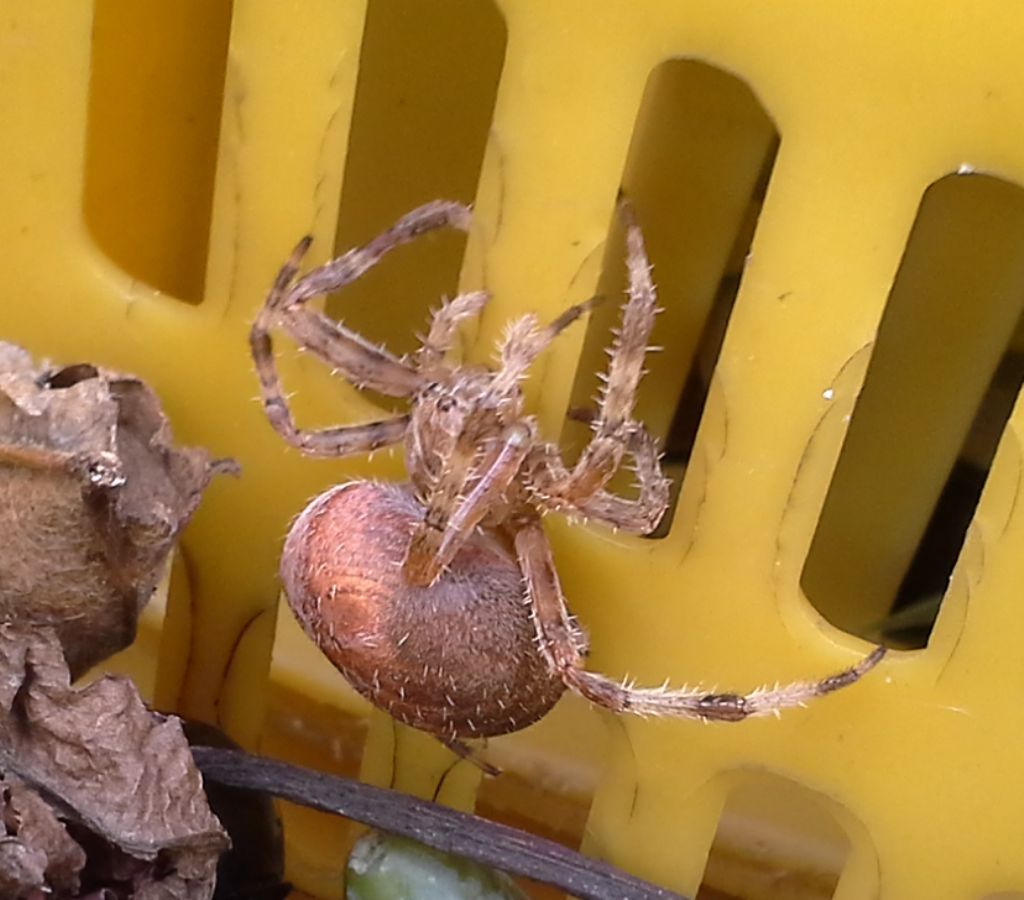 Araneus diadematus - Piana del Sele (SA)