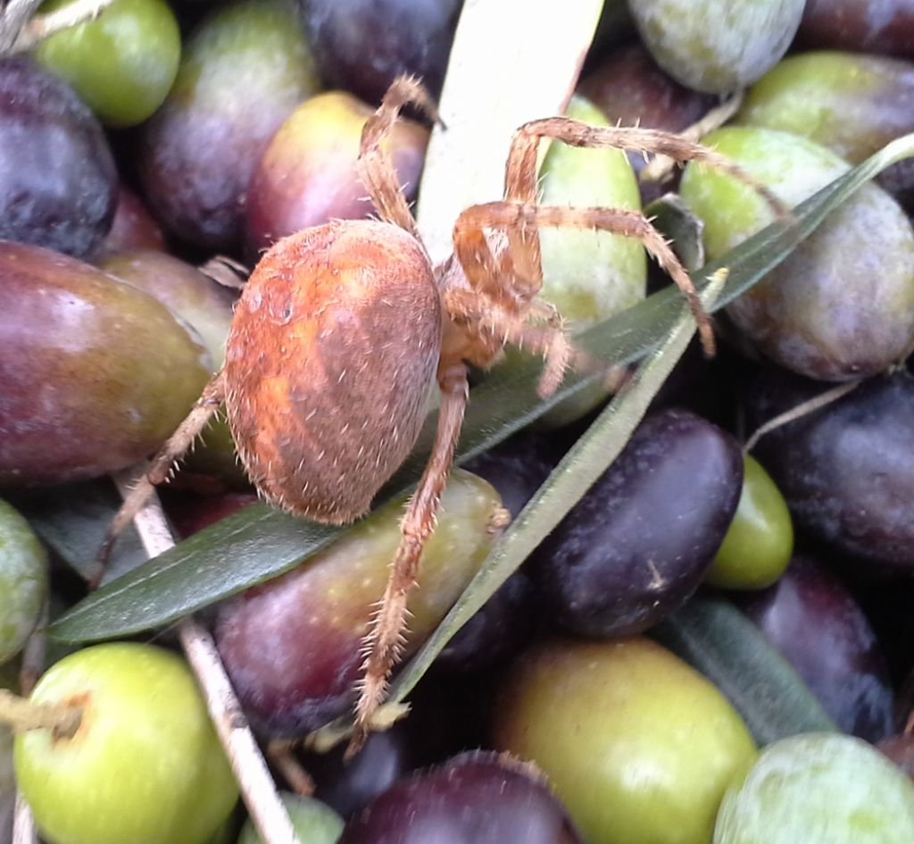 Araneus diadematus - Piana del Sele (SA)