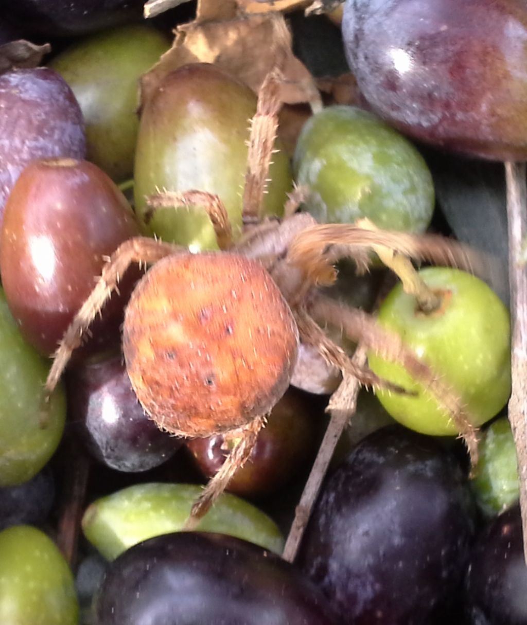 Araneus diadematus - Piana del Sele (SA)