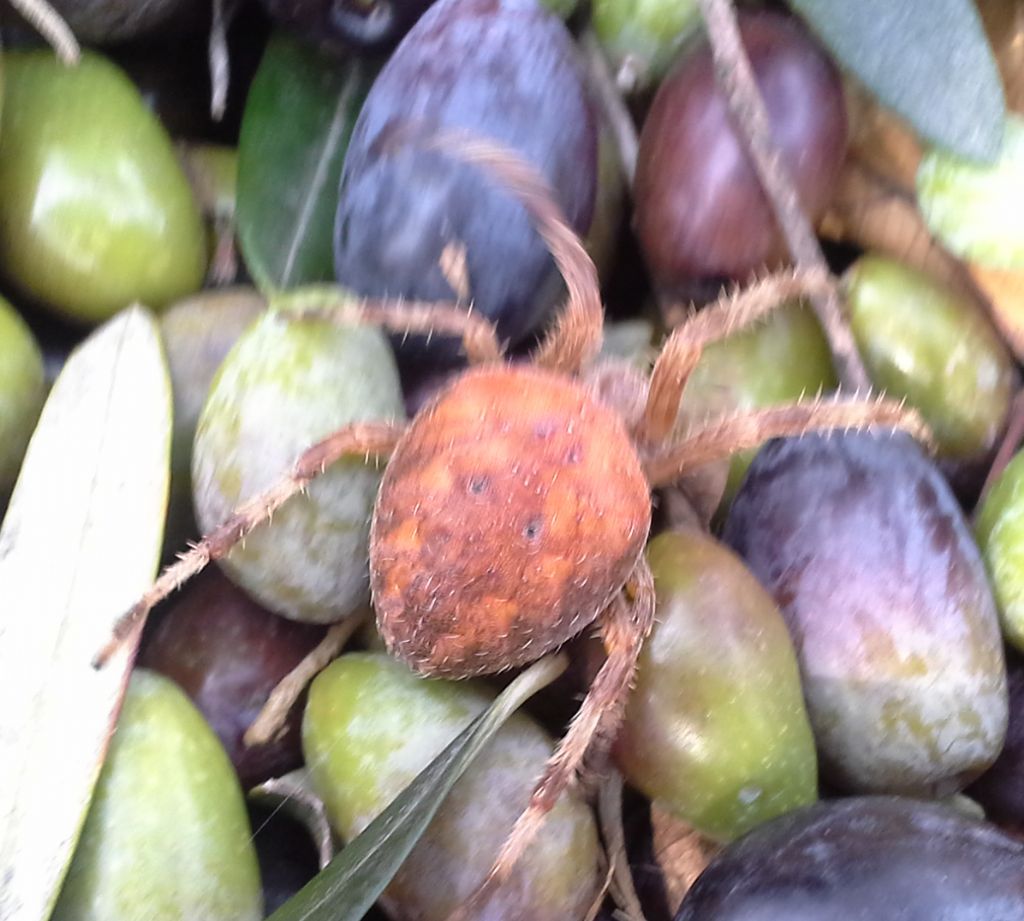 Araneus diadematus - Piana del Sele (SA)