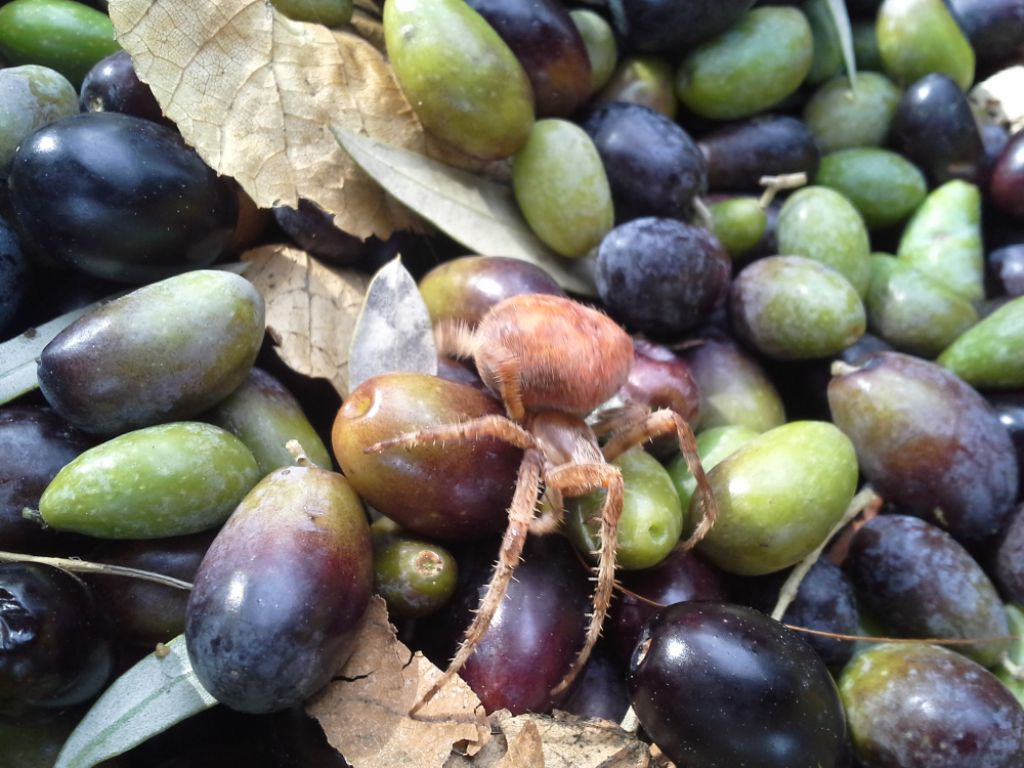 Araneus diadematus - Piana del Sele (SA)