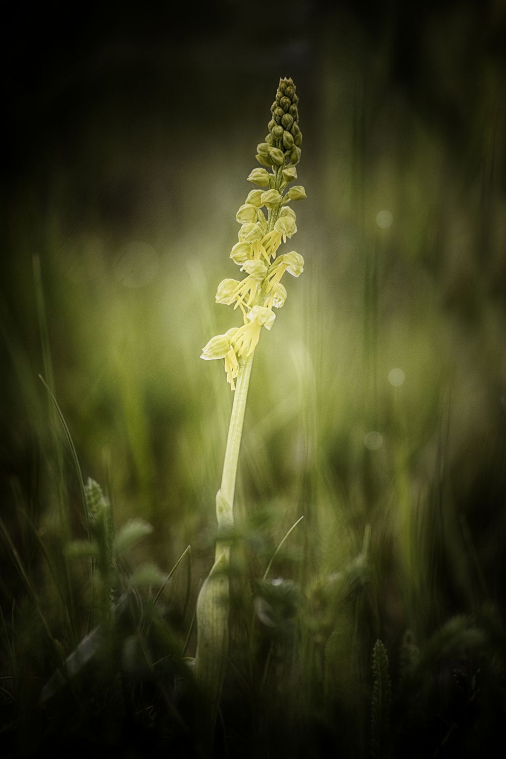 Orchis anthropophora