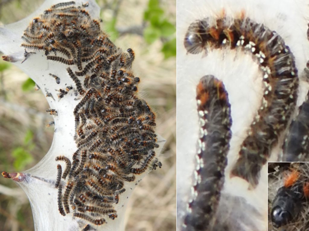 Bruchi sociali - Eriogaster (Eriogaster) catax, Lasiocampidae