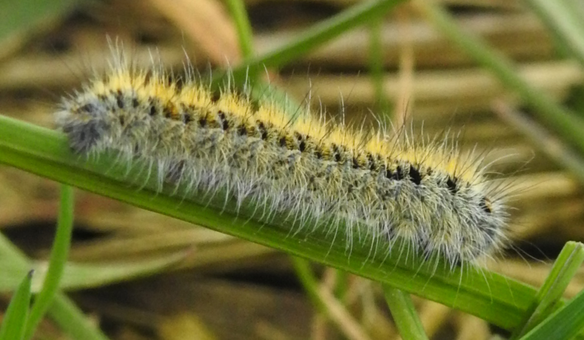 Bruco nel Parco Nazionale del Pollino: Lasiocampa trifolii  - Lasiocampidae