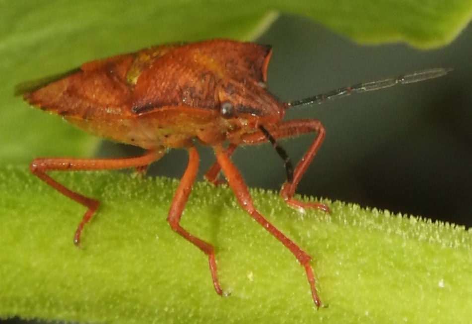 Pentatomidae: Carpocoris purpureipennis nel parco del Pollino? S !