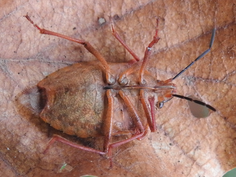 Pentatomidae: Carpocoris purpureipennis nel parco del Pollino? S !