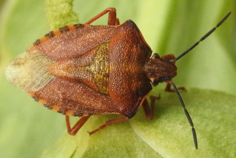 Pentatomidae: Carpocoris purpureipennis nel parco del Pollino? S !