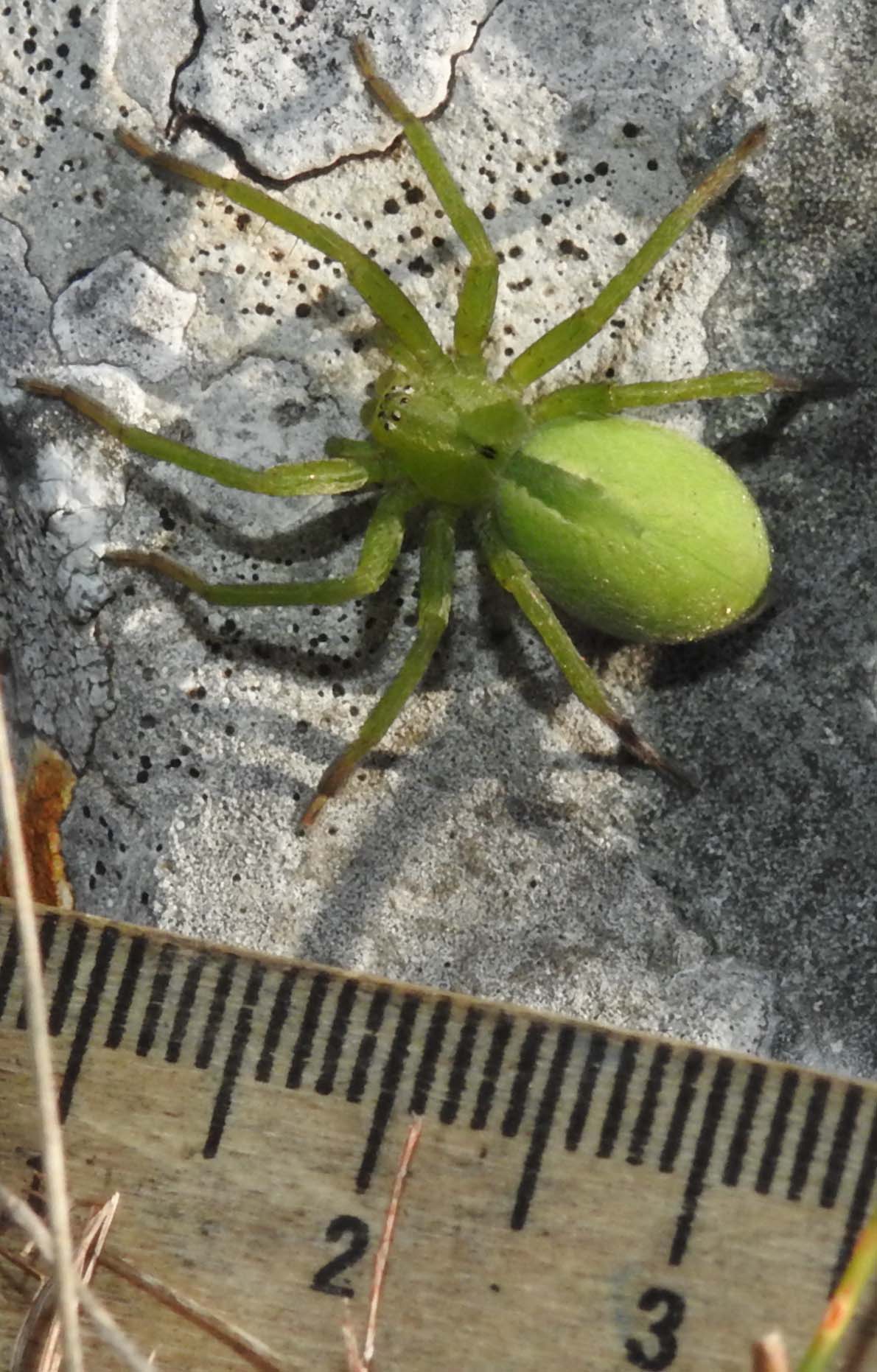 Micrommata cfr. ligurina - Gargano (FG)