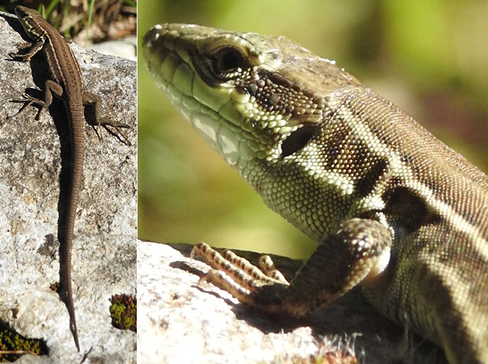 Podarcis sicula o muralis?  Podarcis siculus, femmina