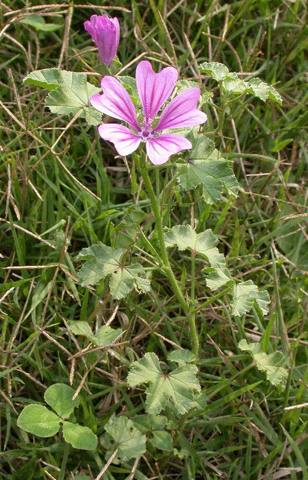 Malva sylvestris