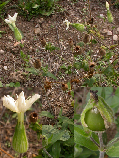 Silene alba o latifolia