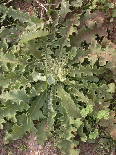 Verbascum (Roma, settembre)?