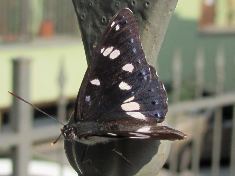 Limenitis Reducta ?