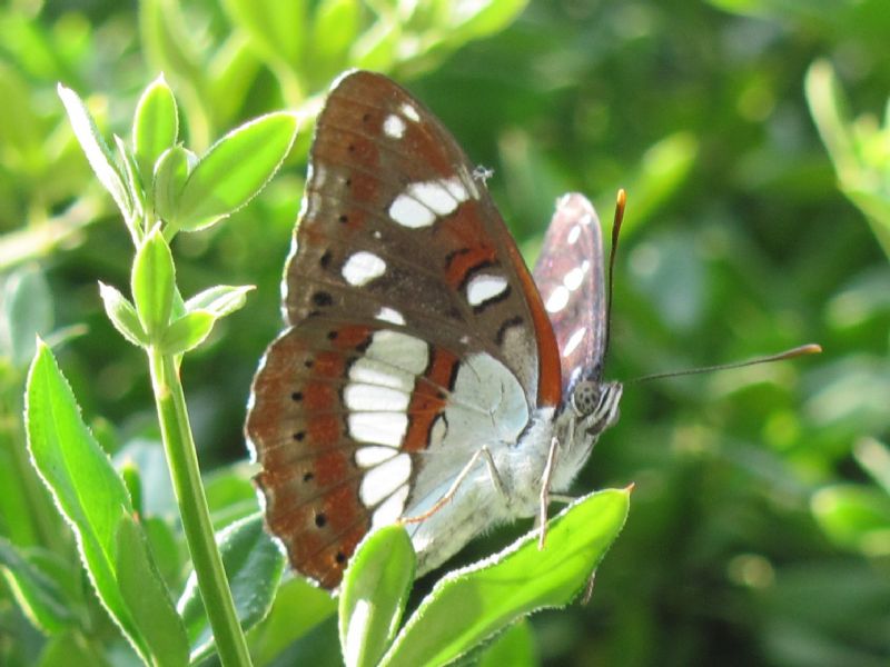 Limenitis Reducta ?