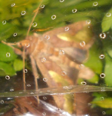 Un bruco, una falena e altri bruchi in arrivo