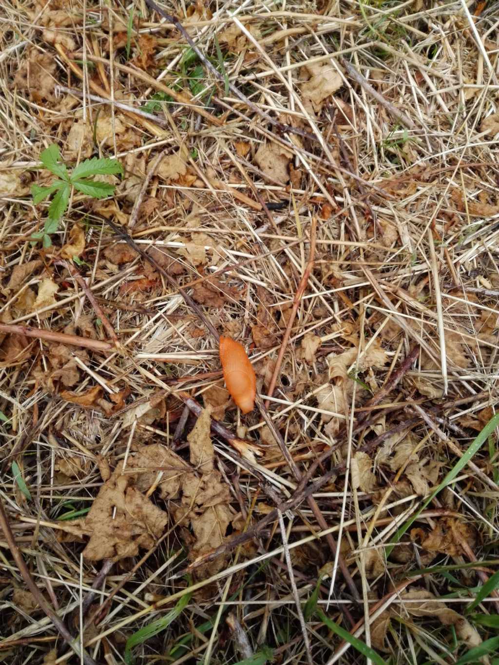 Limax al parco di Monza