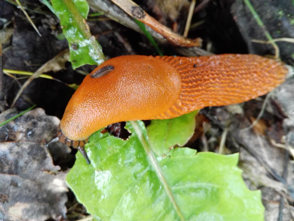 Limax al parco di Monza