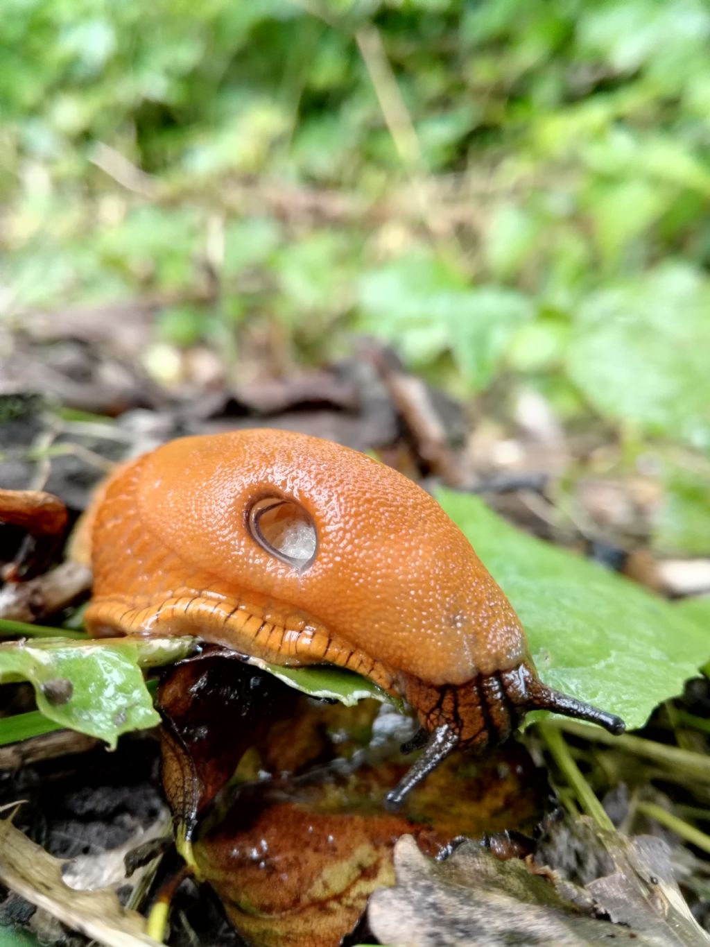 Limax al parco di Monza