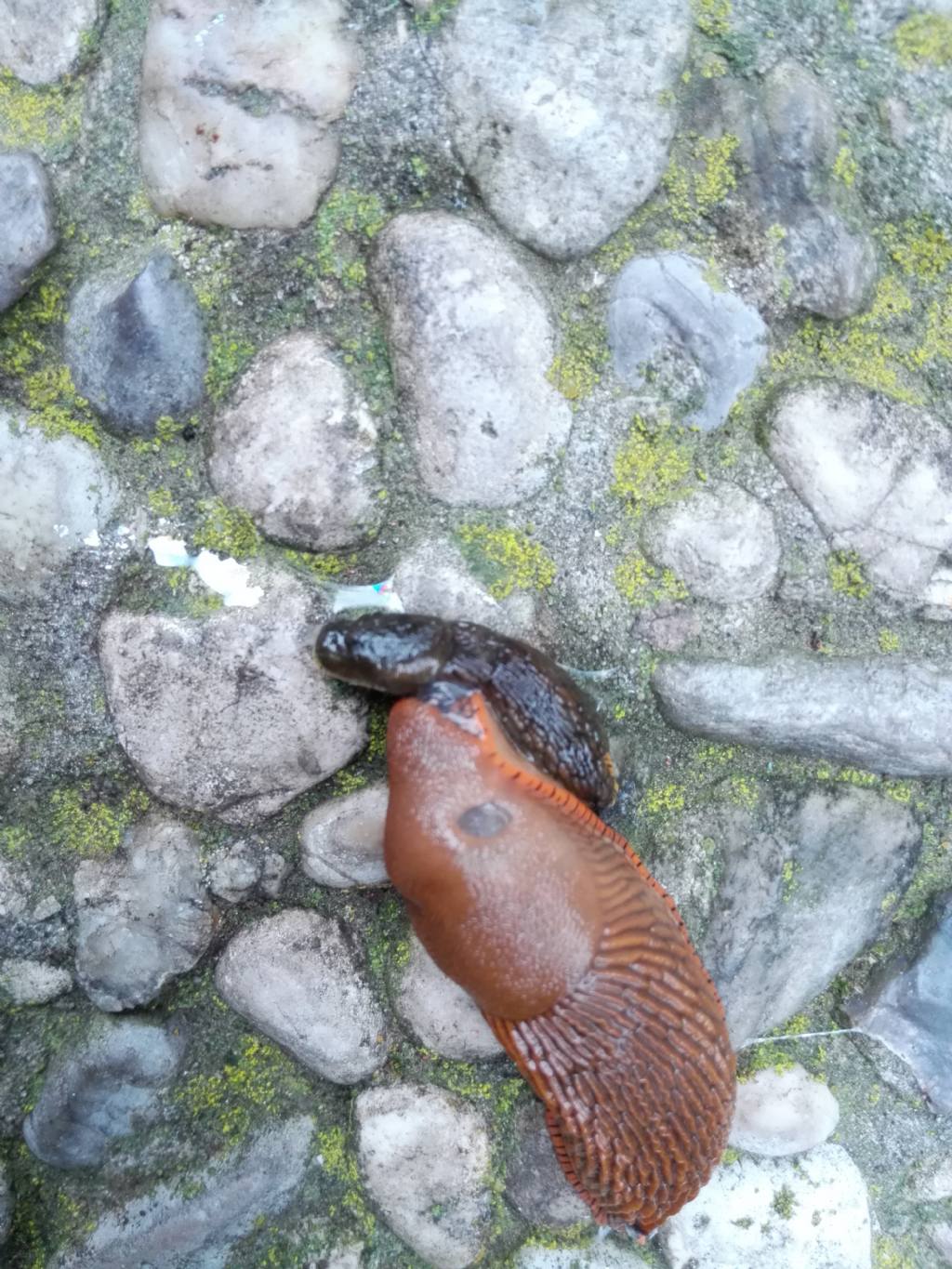 Limax al parco di Monza