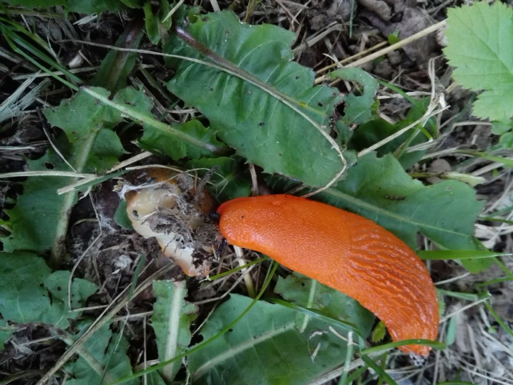 Limax al parco di Monza