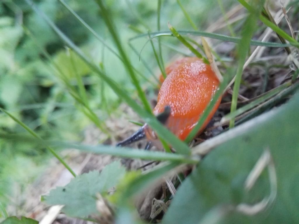 Limax al parco di Monza