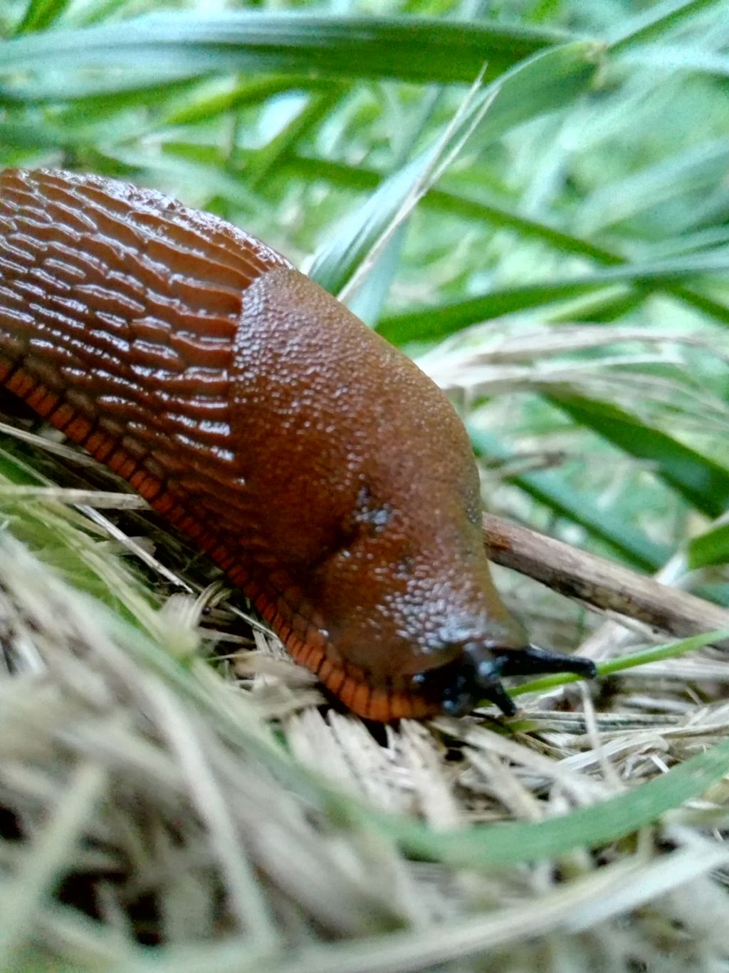 Limax al parco di Monza