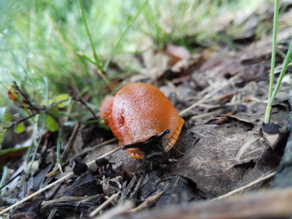 Limax al parco di Monza