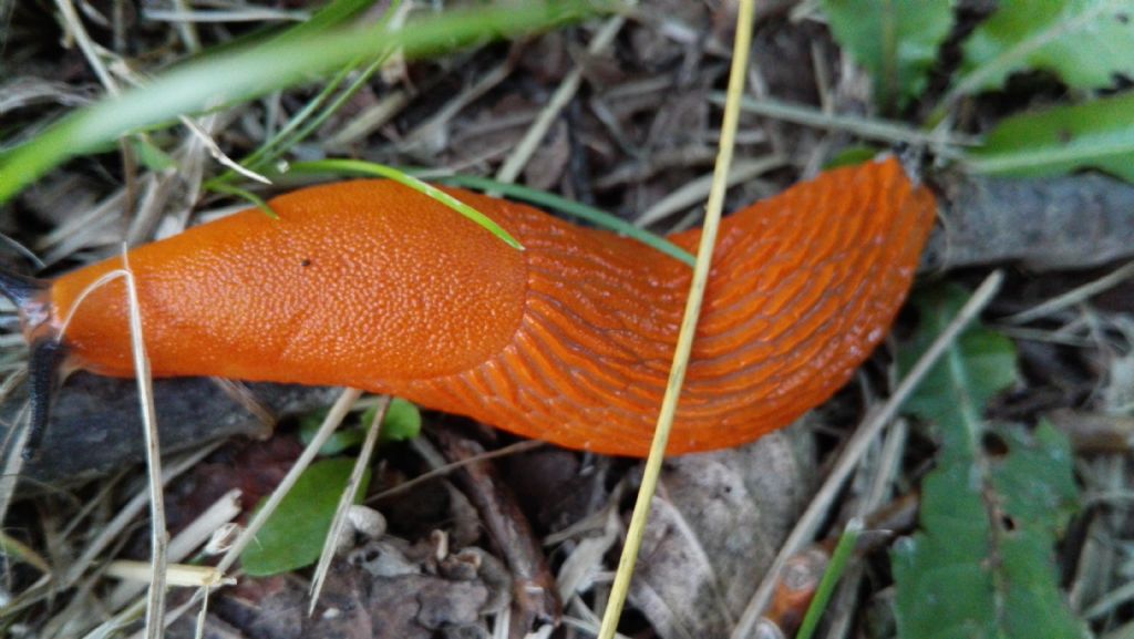 Limax al parco di Monza