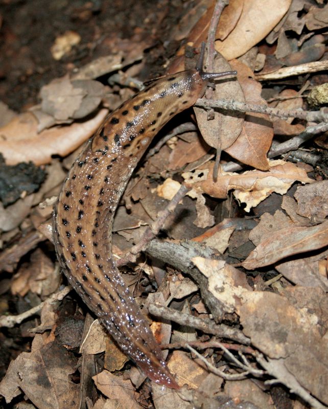 Limax millipunctatus dal monte Pu (GE)