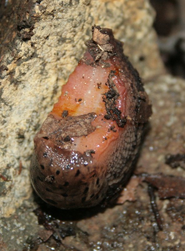 Limax millipunctatus dal monte Pu (GE)