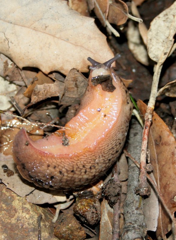 Limax millipunctatus dal monte Pu (GE)