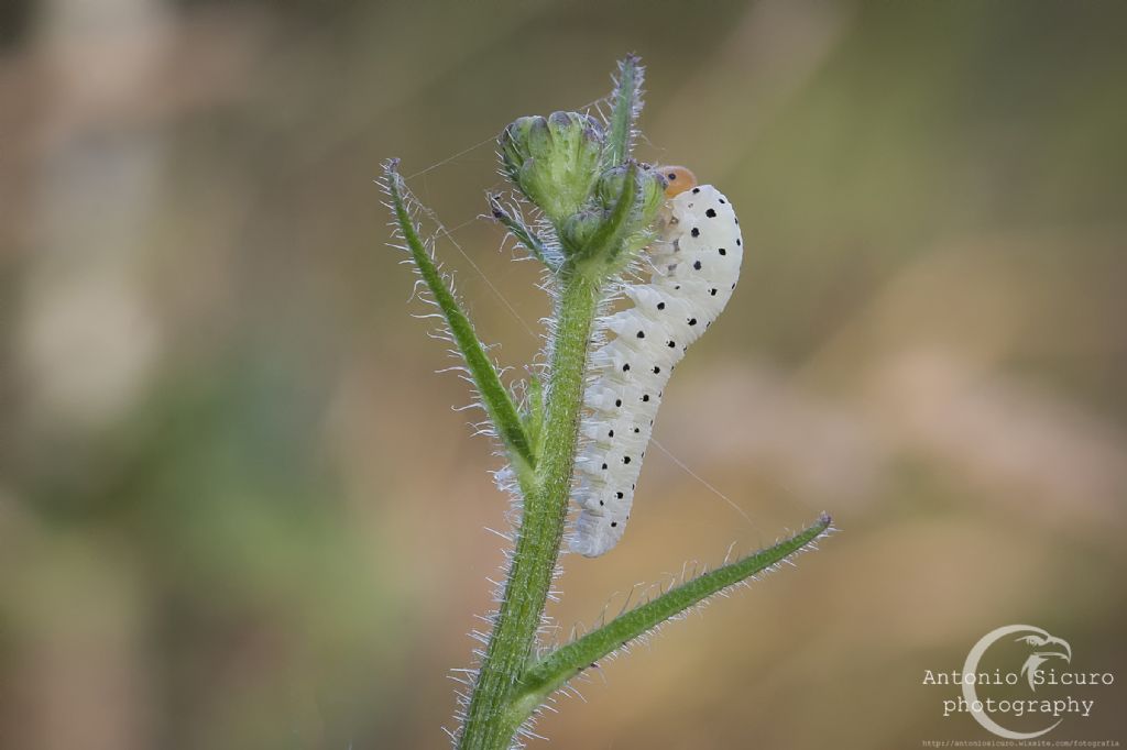 Larva da id.