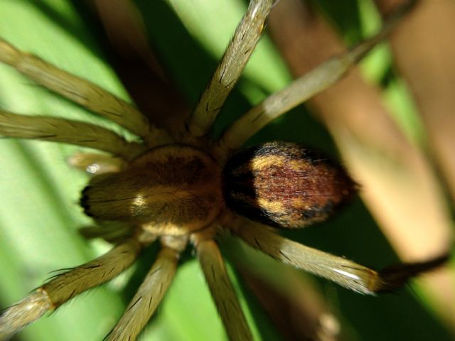 Aterigena ligurica - M. Vulture (PZ)