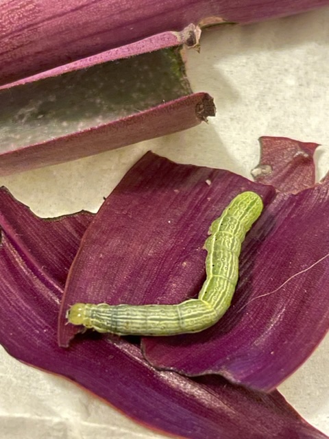 Larva verde: Noctuidae Plusiinae