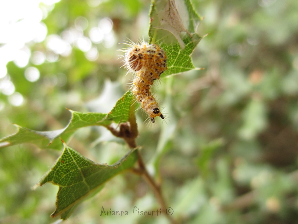 Un bruco su quercia spinosa. Da identificare.