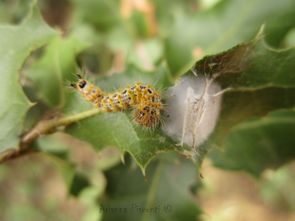 Un bruco su quercia spinosa. Da identificare.