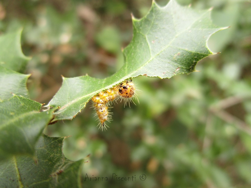 Un bruco su quercia spinosa. Da identificare.