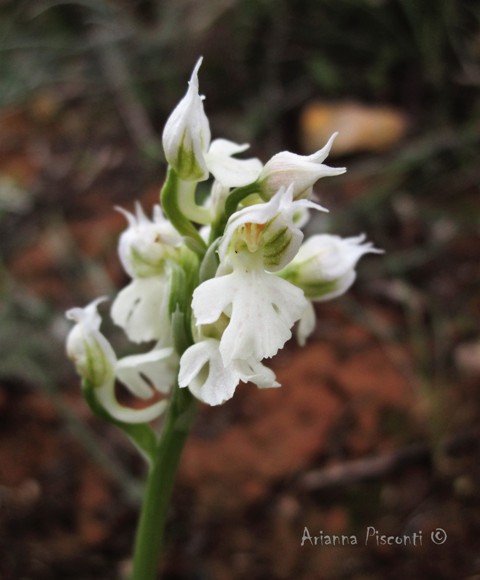 Neotinea lactea apocromatica