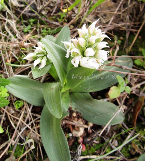 Neotinea lactea apocromatica