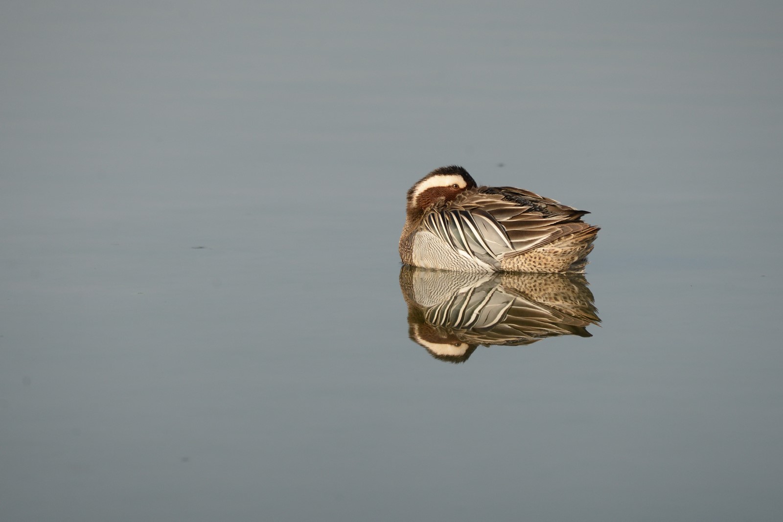 Marzaiola (Spatula querquedula)  in relax