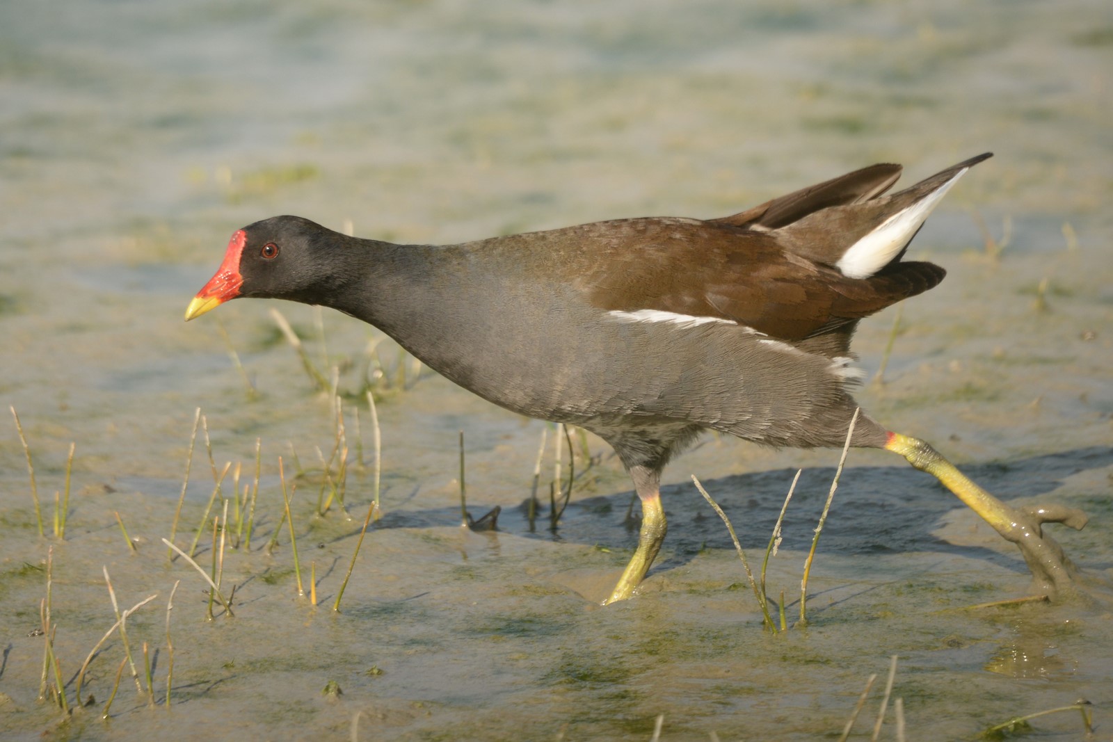 Gallinella (Gallinula chloropus) attenta