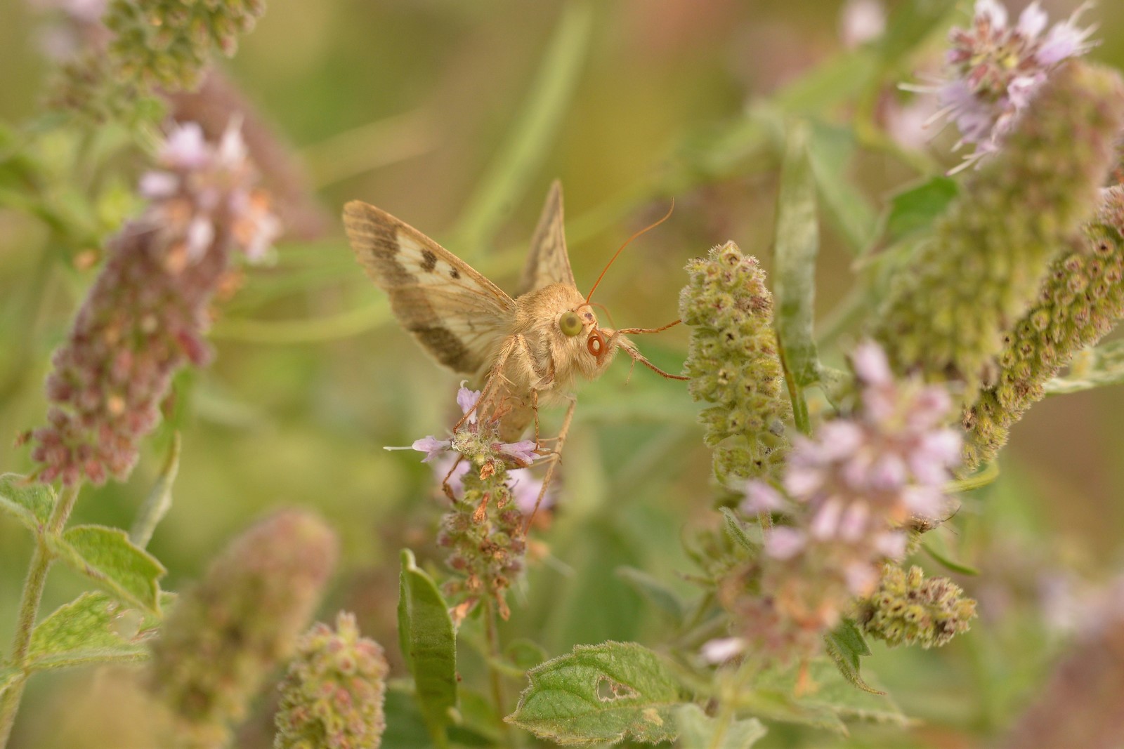 Richiesta id - Helicoverpa zea?   No, Helicoverpa armigera