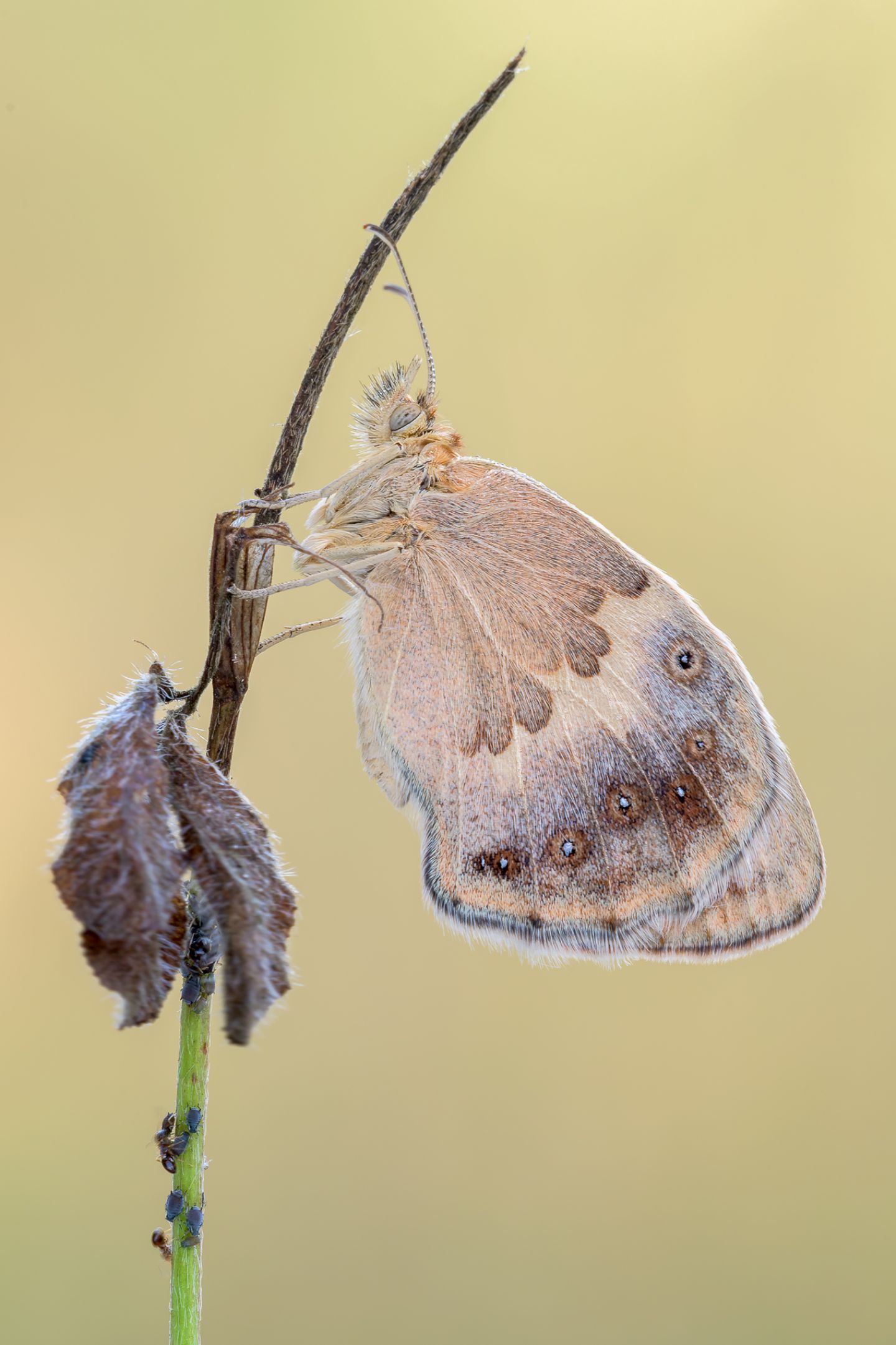 Coenonympha?