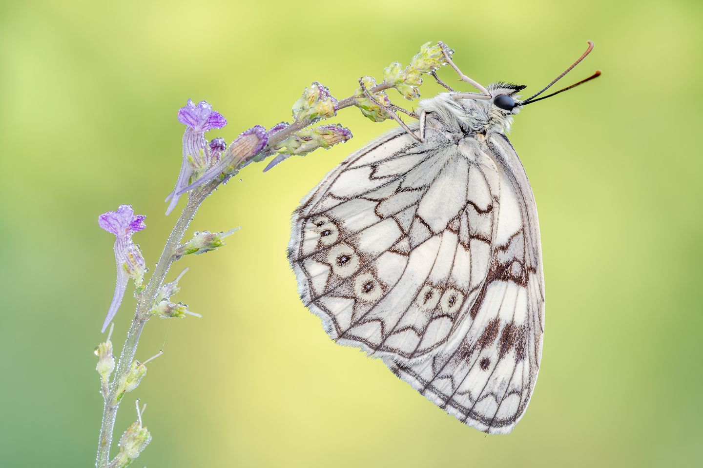 Melanargia Arge o Galathea? Melanargia galathea