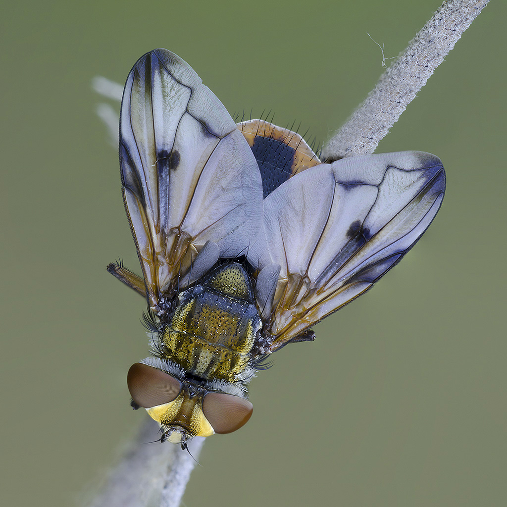 Identificazione mosca colorata