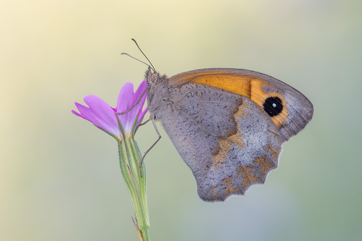 Maniola jurtina, Nymphalidae