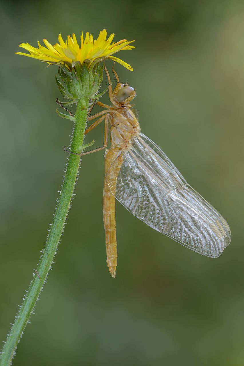 Libelula appena nata da identificare